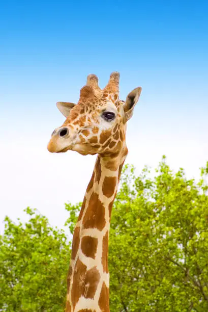 Photo of giraffe with green