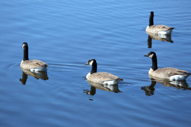 istock Canada geese in a public park, Nova Scotia, Canada 1130975884