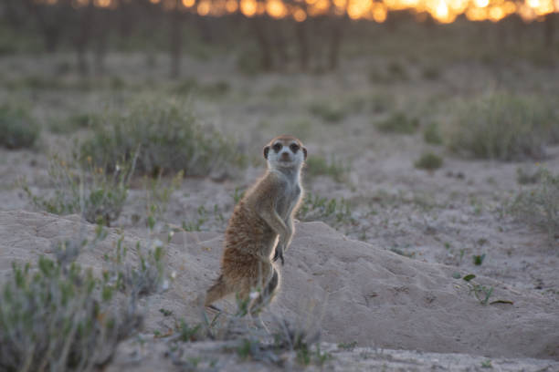 istock Meerkat at sunrise 1130975972