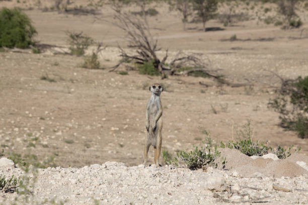istock Meerkat sentinel in landscape 1130975974