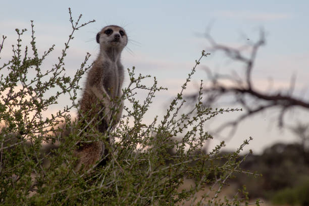 istock Meerkat sentinel in bush 1130976036