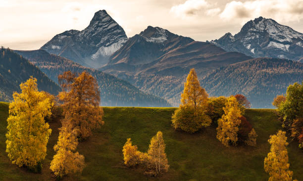 outono em davos grisons switzerland, árvores coloridas amarelas - graubunden canton fotos - fotografias e filmes do acervo