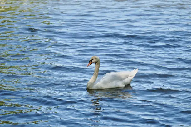 Swan floating on water