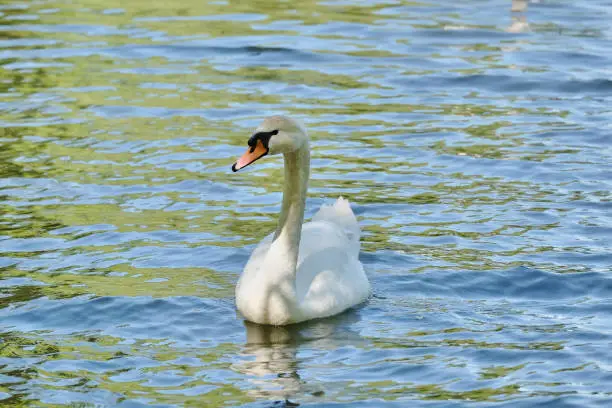 Swan posing for photographer