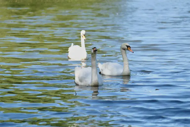 Family of white swans floating on the water surface