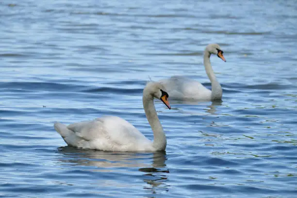 A pair of white swans floating on the water surface