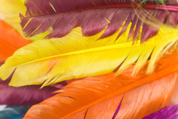 istock colorful and beautiful animal feathers 1130976456
