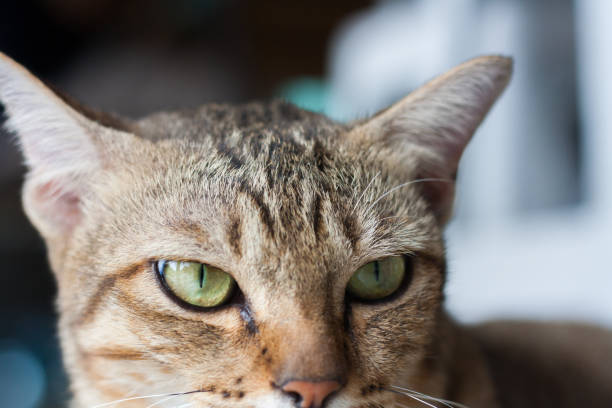 istock close up orange cat. cute cat lying on the floor. thai cat 1130977663