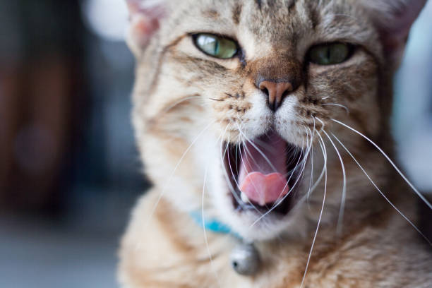 istock close up orange cat. cute cat lying on the floor. thai cat 1130977664