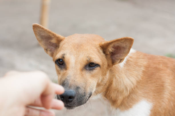istock a lonely roadside dog in thailand 1130977694