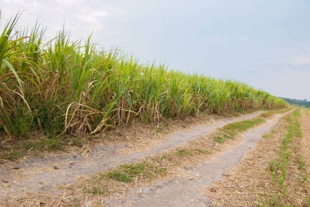 istock farmland road 1130977844