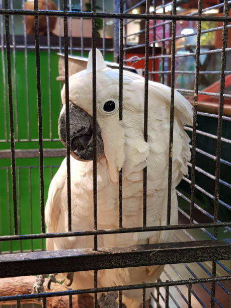 istock white cockatoo in a cage 1130977970