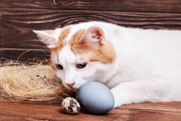 istock A beautiful white cat looks curiously at the Easter quail egg in the nest on the table. Easter holiday card 1130979492
