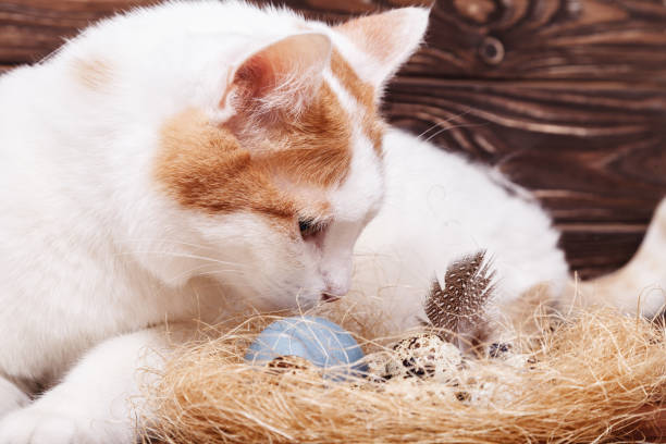 istock A beautiful white cat looks curiously at the Easter quail egg in the nest on the table. Easter holiday card 1130981061