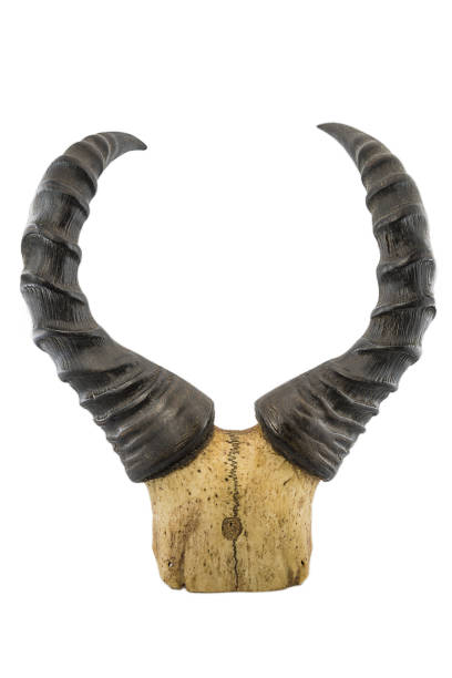 Bubal hartbeest horns bubal hartbeest or wild buffalo horns isolated on a white background, vertical picture hunting horn stock pictures, royalty-free photos & images