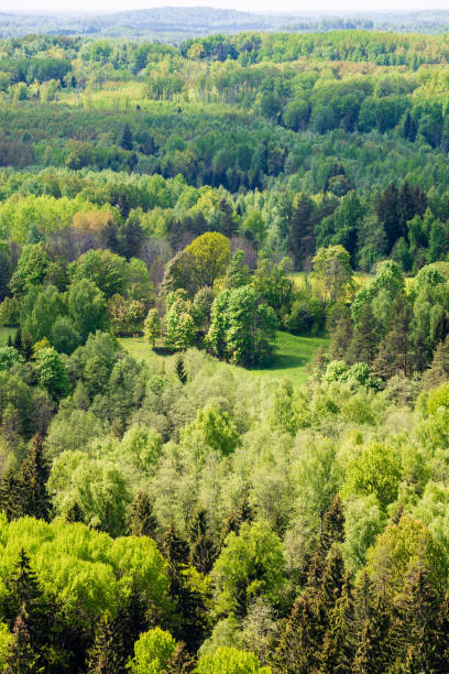 istock endless forests green foliage in summer 1130985150