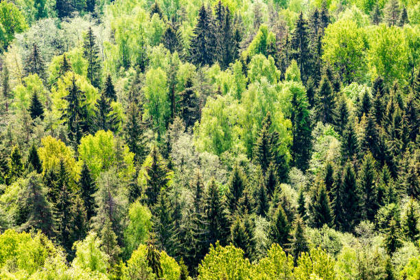 istock endless forests green foliage in summer 1130985608