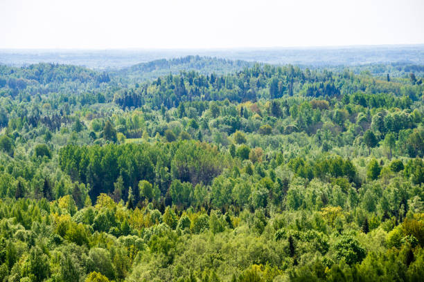 istock endless forests green foliage in summer 1130985627