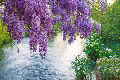 blooming purple wisteria near the river on sunny day