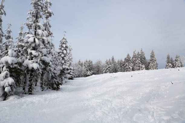 istock Winter in Winterberg, Germany 1130988038