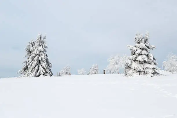 Coniferous trees covered with frost and snow