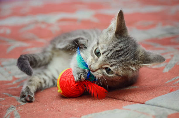 istock Beautiful gray mongrel kitten playing with a toy. 1130989527