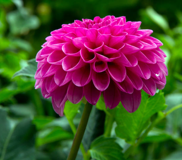 istock Shades of Pink Dahlia 1130991410