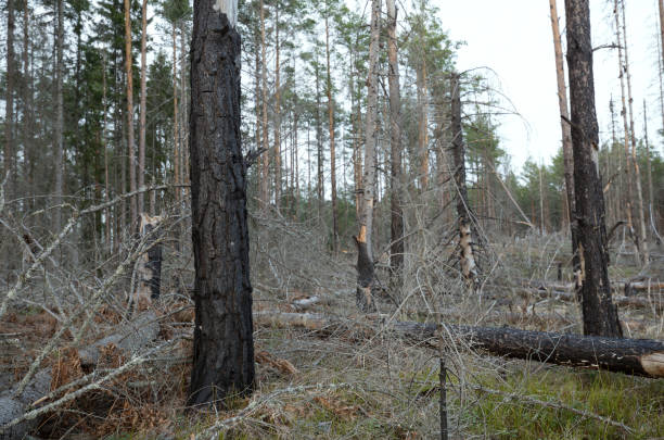 istock Damage on tree plant after blue hare, Lepus timidus 1130991464