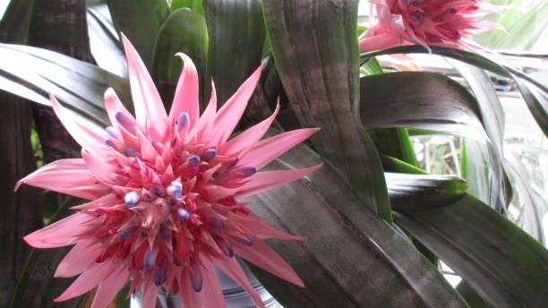 Pink Aechmea Fasciata Bromeliad plant pink flowers with dark green leaves, South American tropical plant Pink Bromeliad Plant from South America also known as Aechmea Fasciata, or silver grey rosette related to the pineapple also called a pineapple plant. aechmea fasciata stock pictures, royalty-free photos & images