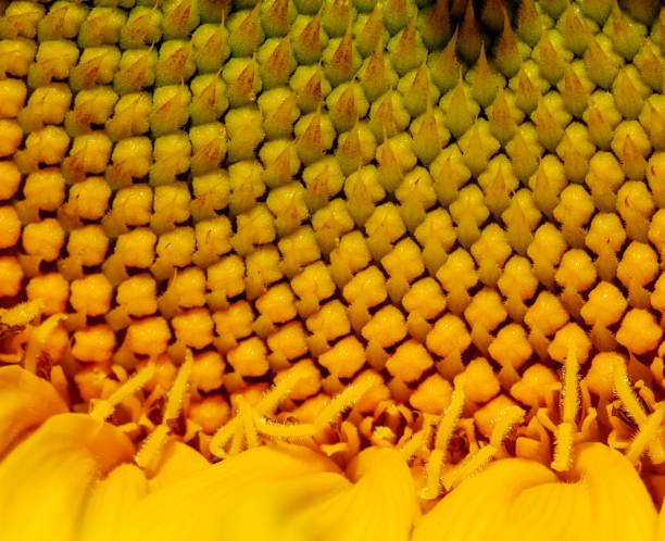 istock Sunflower Symmetry, Close-up 1130991527