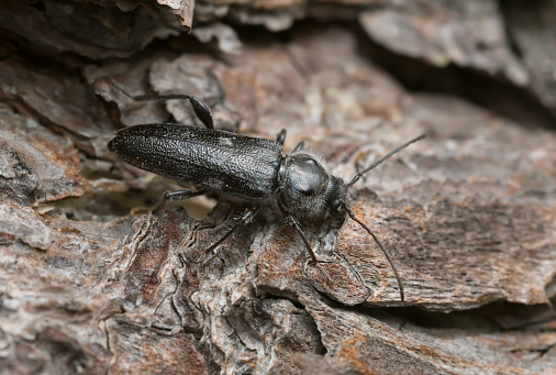 Old house borer, hylotrupes bajulus on pine bark. This beetle can be a pest on old houses.