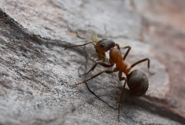 Closeup of wood ant, Formica with caught aphid.