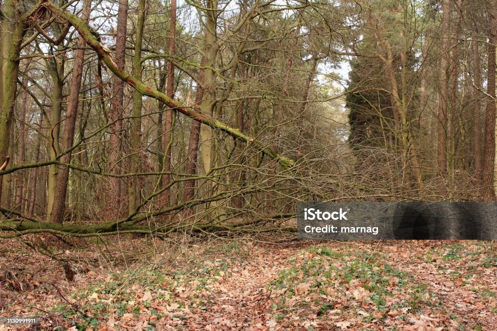 The blocked path Forest path is blocked by a fallen tree Backgrounds Stock Photo