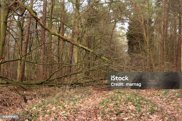 The Blocked Path Stock Photo - Download Image Now - Backgrounds, Barricade, Beauty In Nature