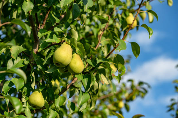 istock ripe yellow pears on a tree branch in the garden. 1130992591