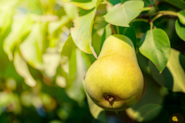 istock ripe yellow pears on a tree branch in the garden. 1130992616