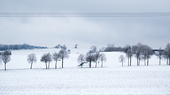 Trees in a beautiful winter landscape