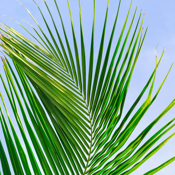 istock Background of palm leaves and blue sky. 1130992778