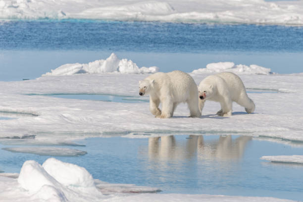 two wild polar bears going on the pack ice north of spitsbergen island, svalbard - pack ice imagens e fotografias de stock