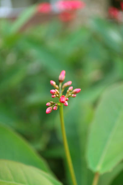 istock Vertical Image of Closed Up Jatropha Flower Buds on Blurry Greenery Bush in Background 1130993778