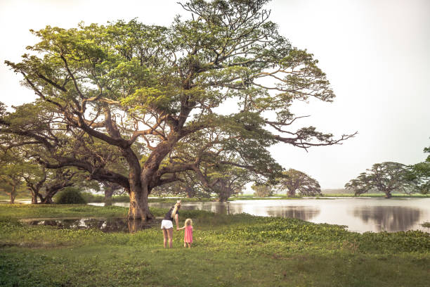 Family travelers mother and child daughter exploring wild nature reserve looking at wild bats Pteropus or flying fox on trees on lake during traveling vacation in tropical country Sri Lanka nearby Tissamaharama Tissa Wewa lake concept for travel lifestyle los viajeros de familia madre e hijo hija explorando salvaje reserva natural mirando a los murciélagos salvajes pteropus o zorro volador en los árboles en el lago durante las vacaciones de viaje en el país tropical sri lanka cerca tissamaharama tissa we