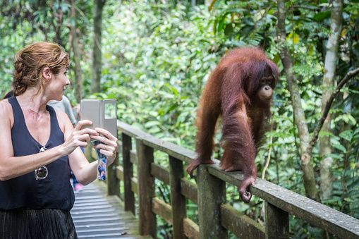 Woman performing a self-portrait with an orangutan from Borneo in the Sepilok nature reserve, Malaysia