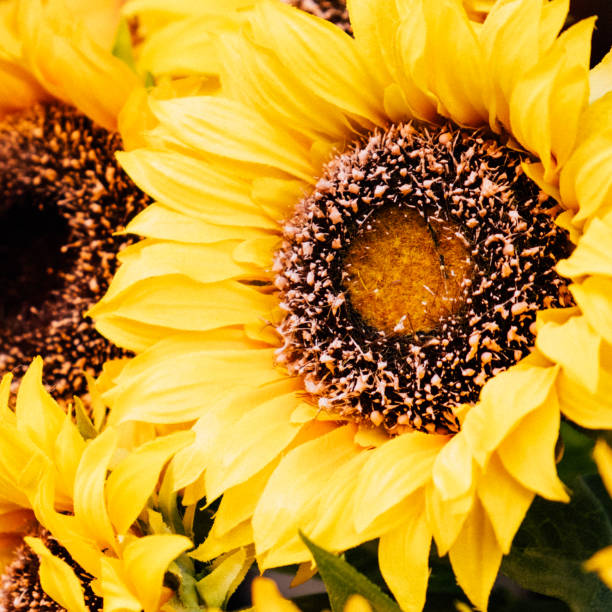 istock Beautiful yellow sunflower, square format, toned. Close up. 1130994977