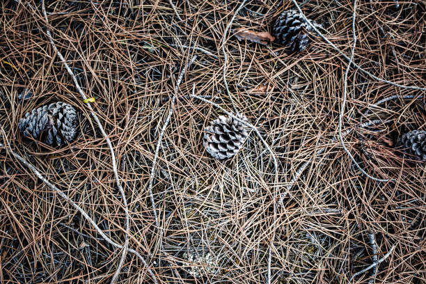 istock Conifer cones sitting on dry pine leaves on the ground 1130996323