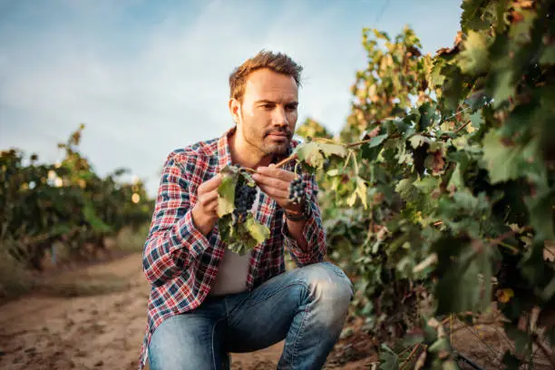 Photo of Young man grabbing a grape in a vineyard