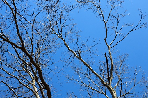 The bright blue sky in the background though the bare tree branches.