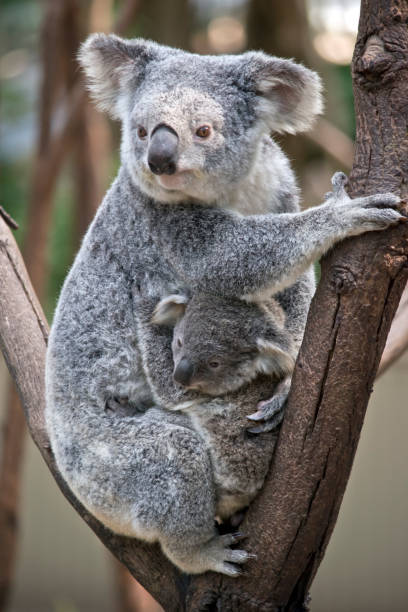 a mother with her joey koala the mother koala is cuddling her young joey in the fork of a tree marsupial stock pictures, royalty-free photos & images