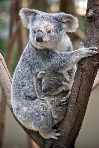the mother koala is cuddling her young joey in the fork of a tree