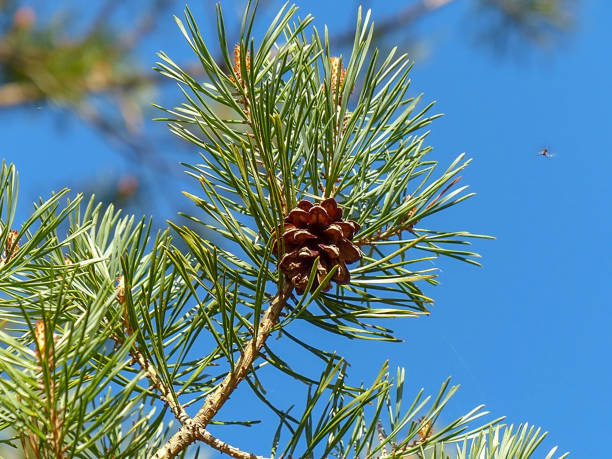 スコットランドの松と松ぼっくり - brown pine cone seed plant ストックフォトと画像