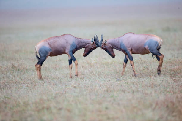 antílope topi en postura de lucha - masai mara national reserve masai mara topi antelope fotografías e imágenes de stock